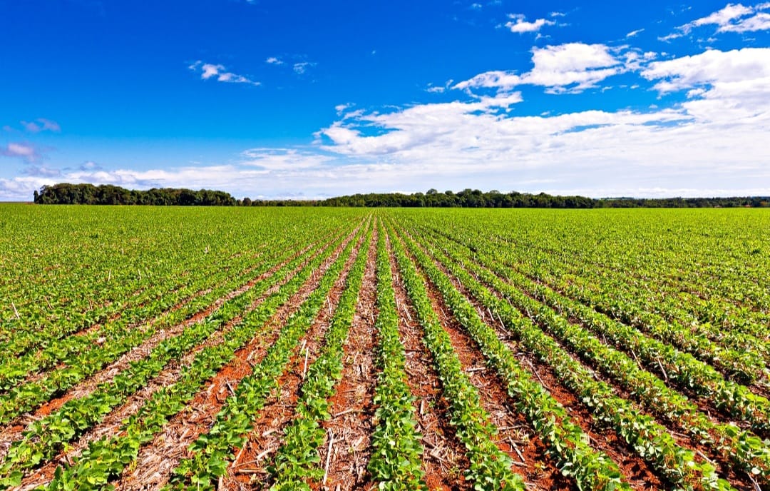 Novo manejo para doenças na soja: BASF leva lançamentos ao Show Rural Coopavel
