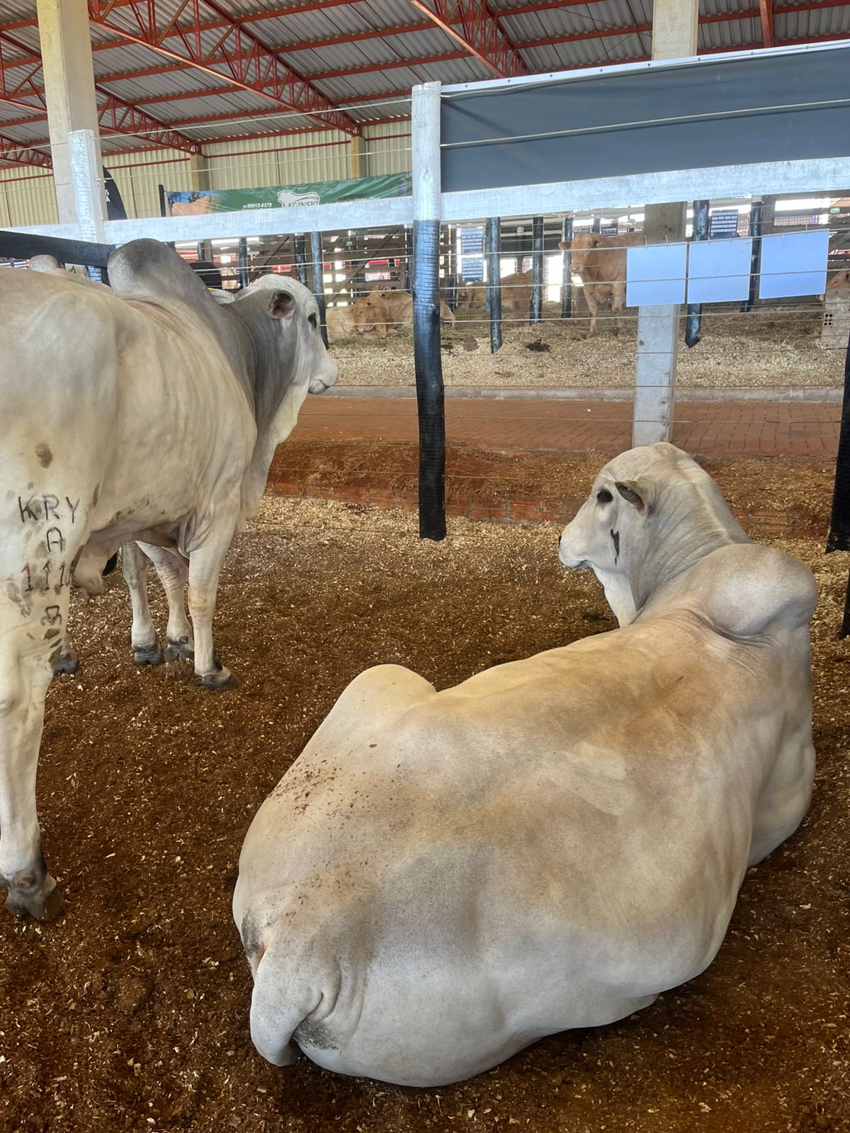 Fazenda Nelore Hetty marca presença no Show Rural com inovações e genética bovina de ponta