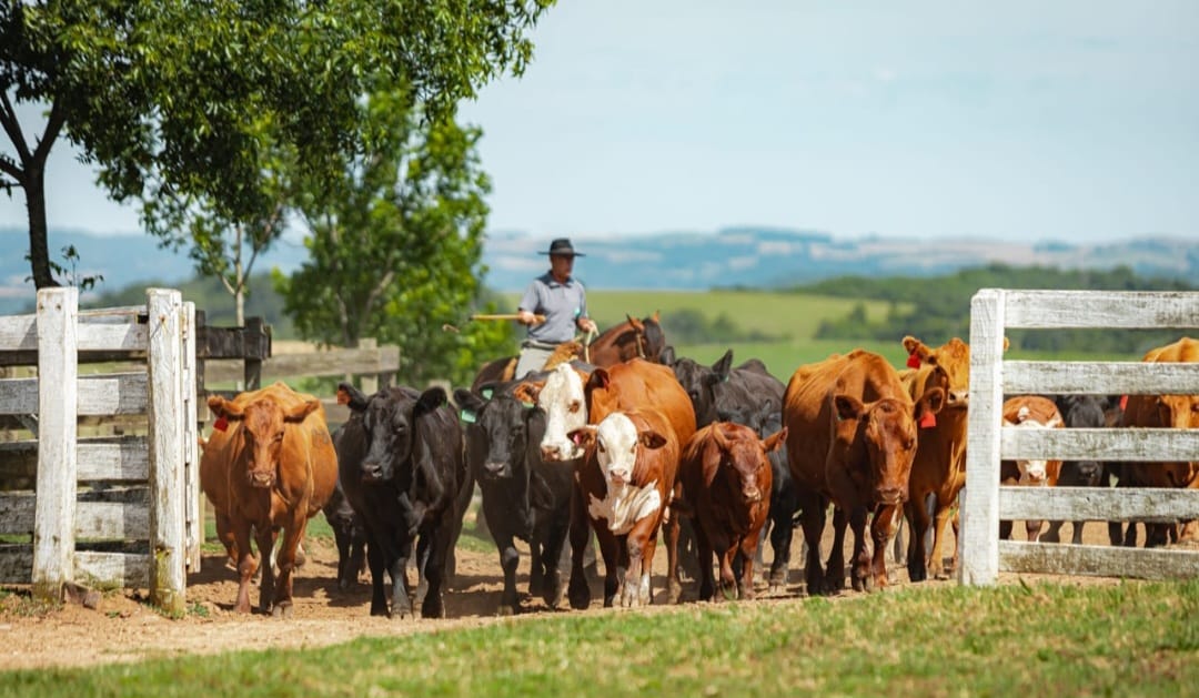 Show Rural: Novas raças e soluções darão impulso à área pecuária