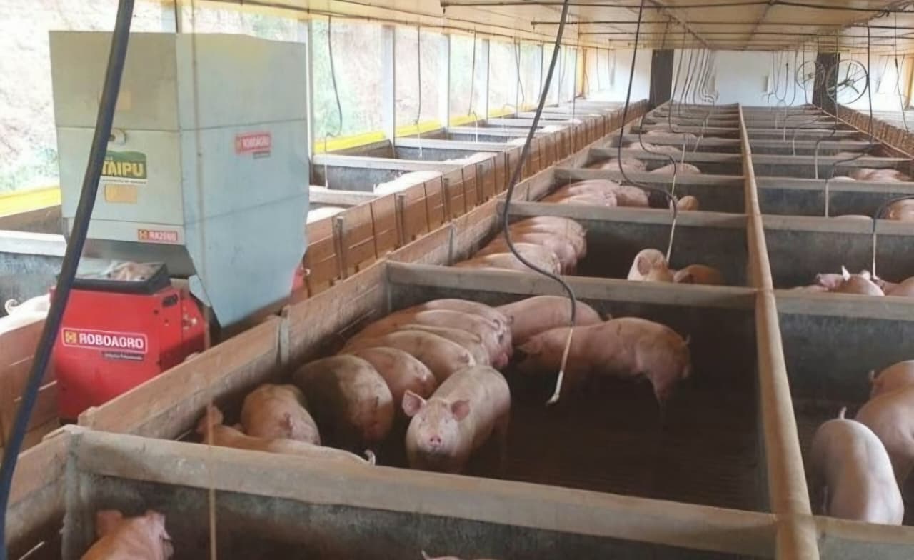 Robô com IA alimenta animais e melhora resultados em granjas