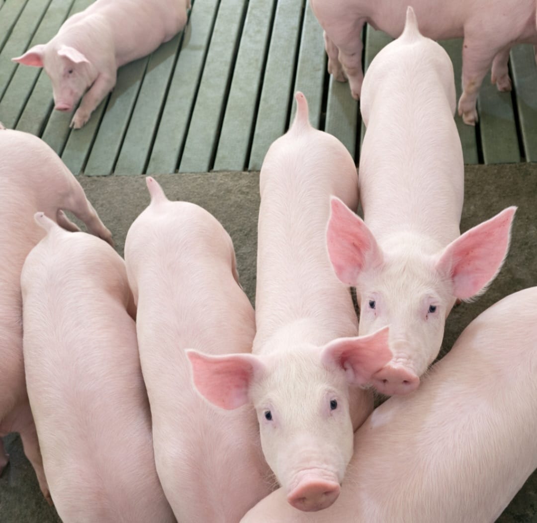 Show Rural: Suinocultura terá degustação, robô, palestras e mostra de equipamentos