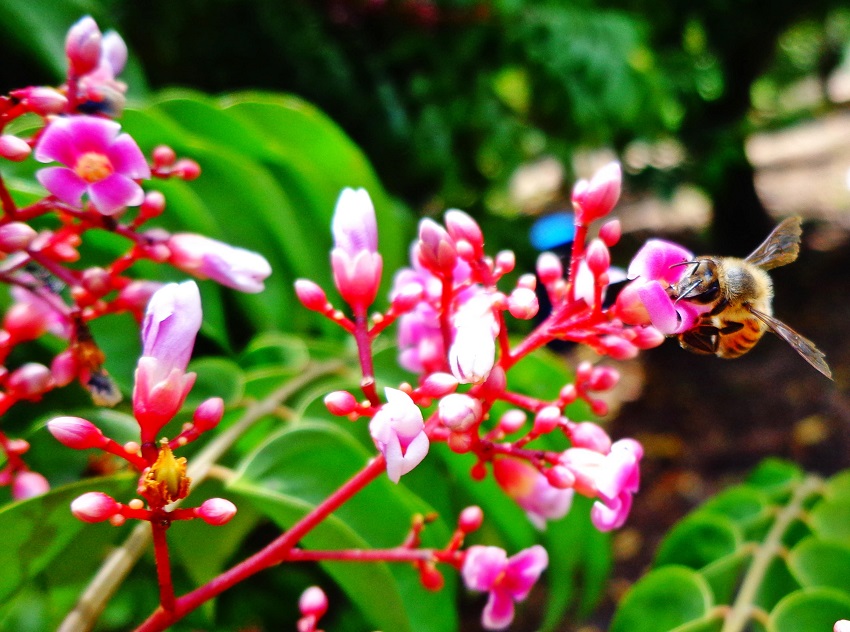 Publicação sobre plantas que favorecem polinizadores será lançada no Show Rural