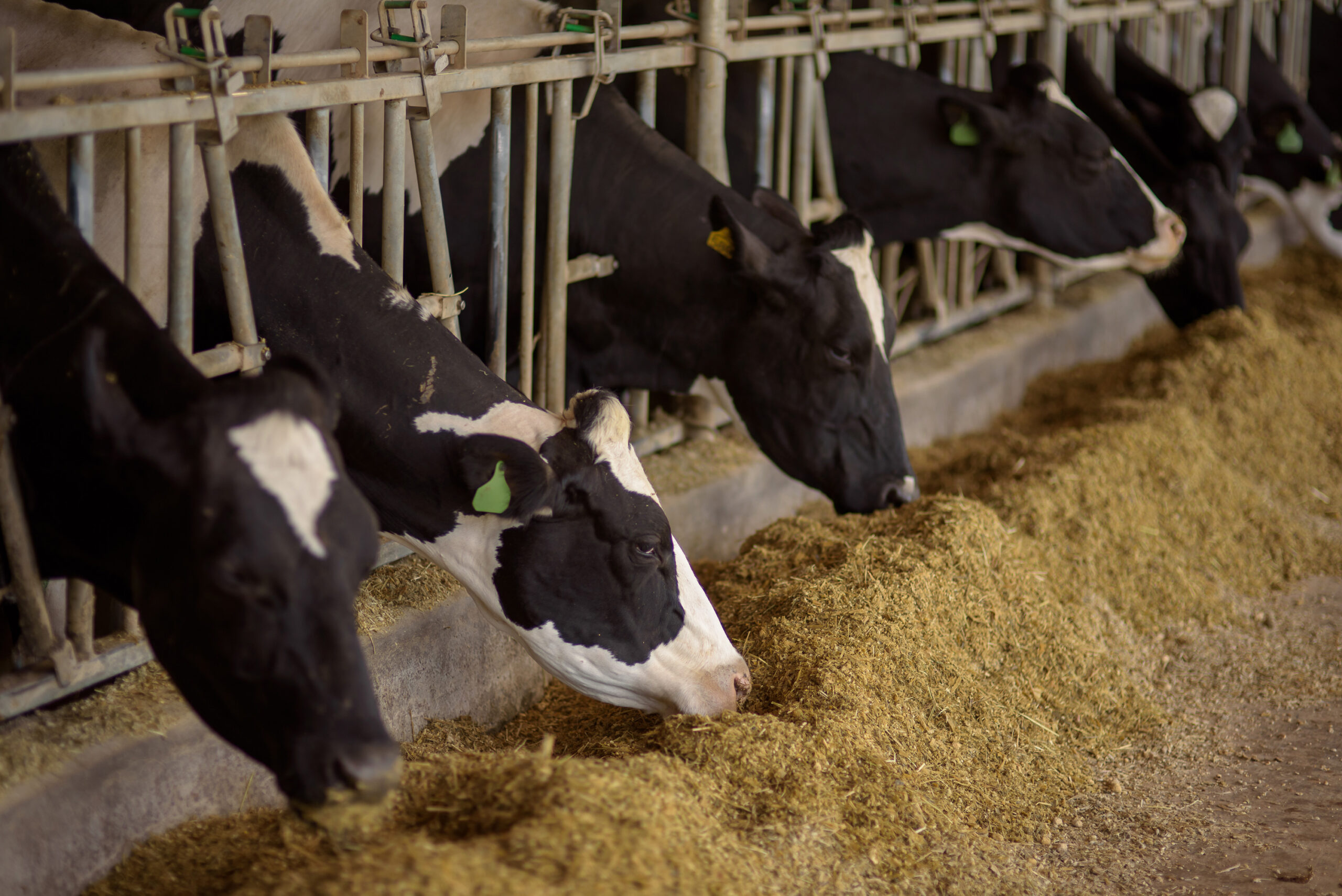 Alternativa à silagem de milho ganha destaque no inverno