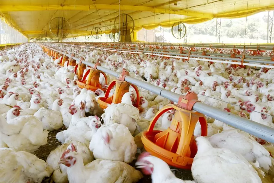 Melhores avicultores e suinocultores vão ser premiados no 36º Show Rural