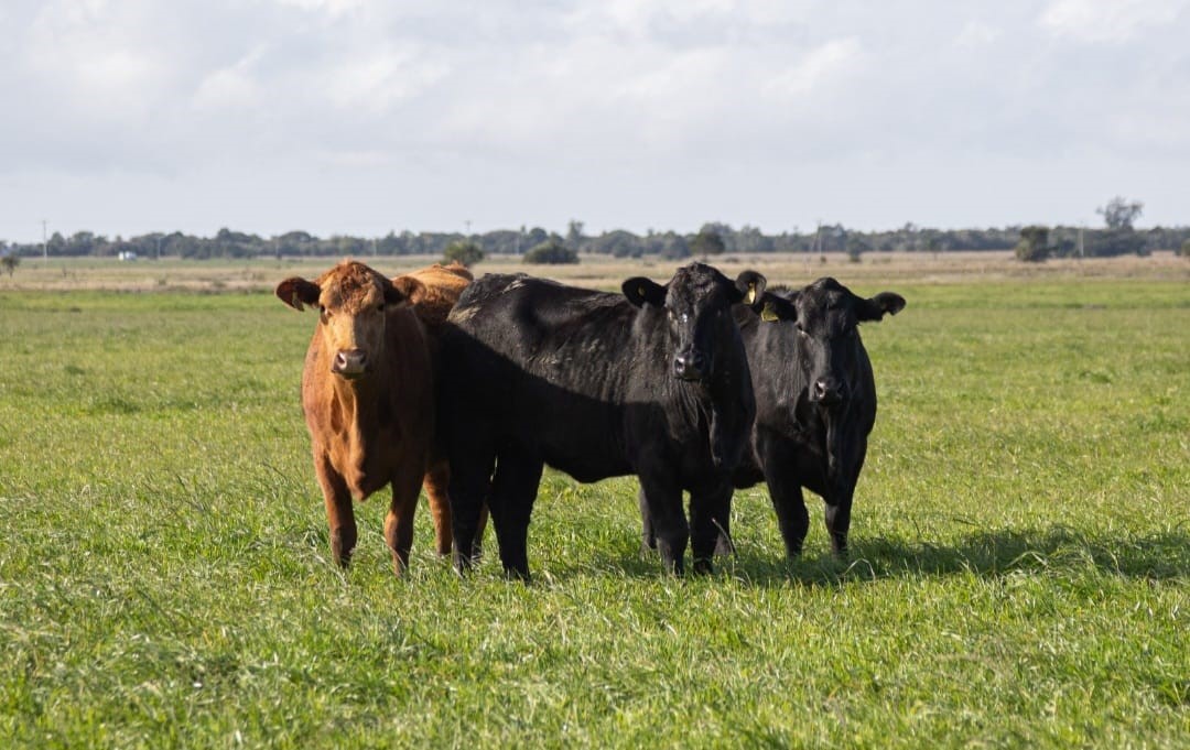 Carne Angus apresenta desossa na Coopavel e fomenta criação no Paraná