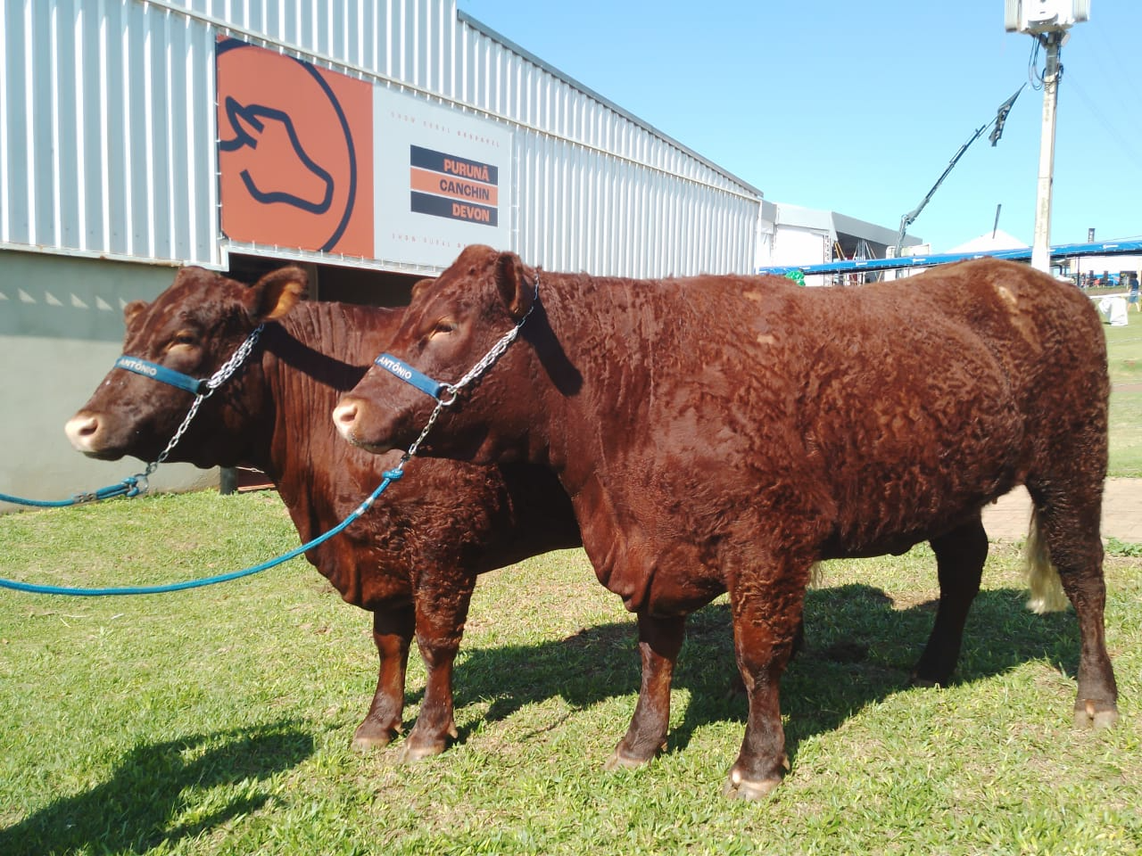 <strong>Gado Devon estreia no Show Rural Coopavel</strong>