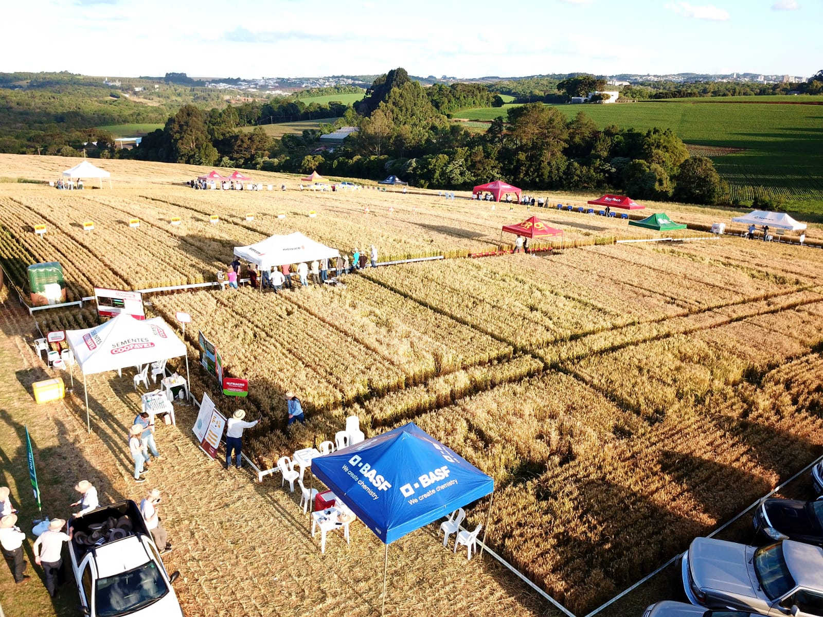 Cultivares de alto potencial mostram força do trigo em dia de campo no Sudoeste