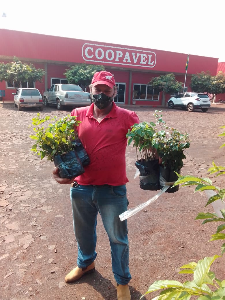Coopavel distribui mudas nativas para alunos e a produtores rurais