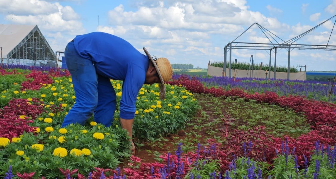 320 mil mudas de flores dão cor e beleza ao parque do Show Rural
