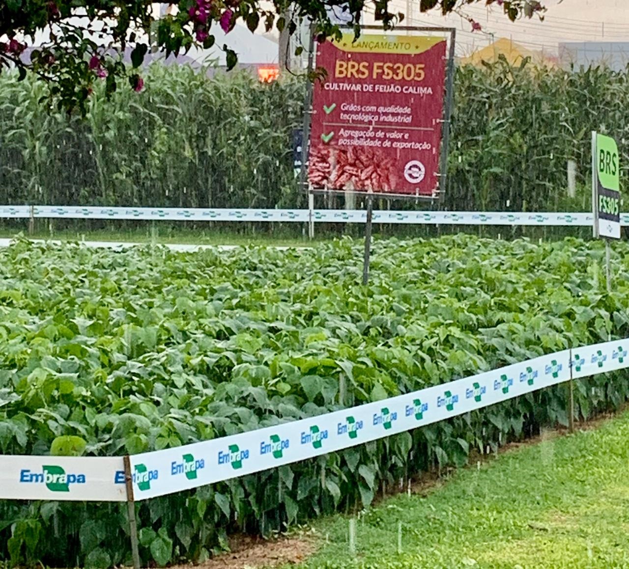 Embrapa destaca as melhores cultivares de feijão voltadas ao homem do campo