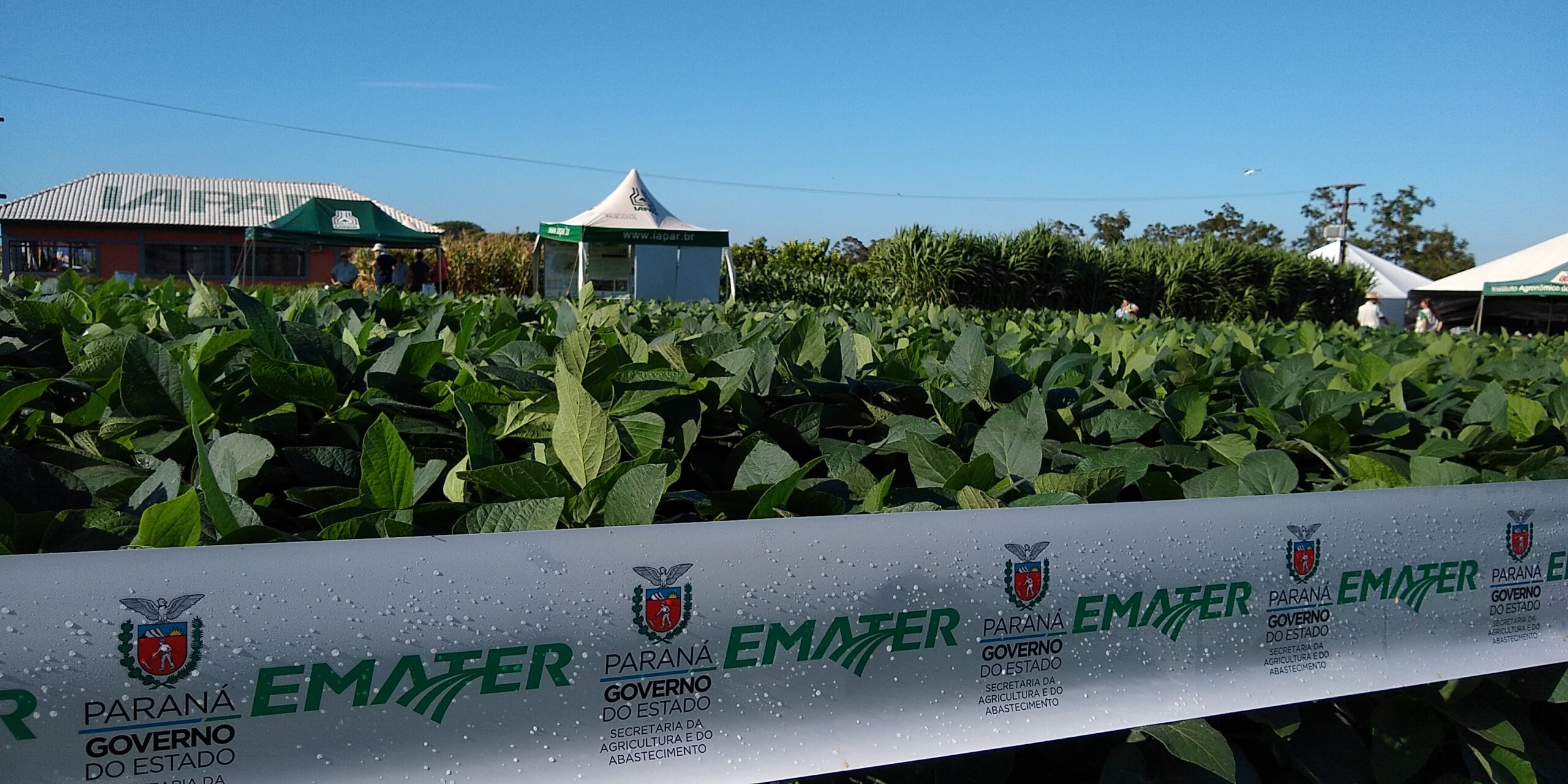 EMATER-IAPAR comprovam safra maior com produção sustentável