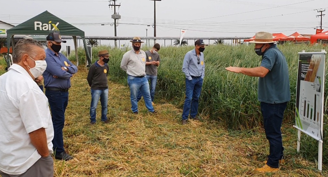 Tecnologias para altas produtividades de trigo chamam a atenção de produtores rurais