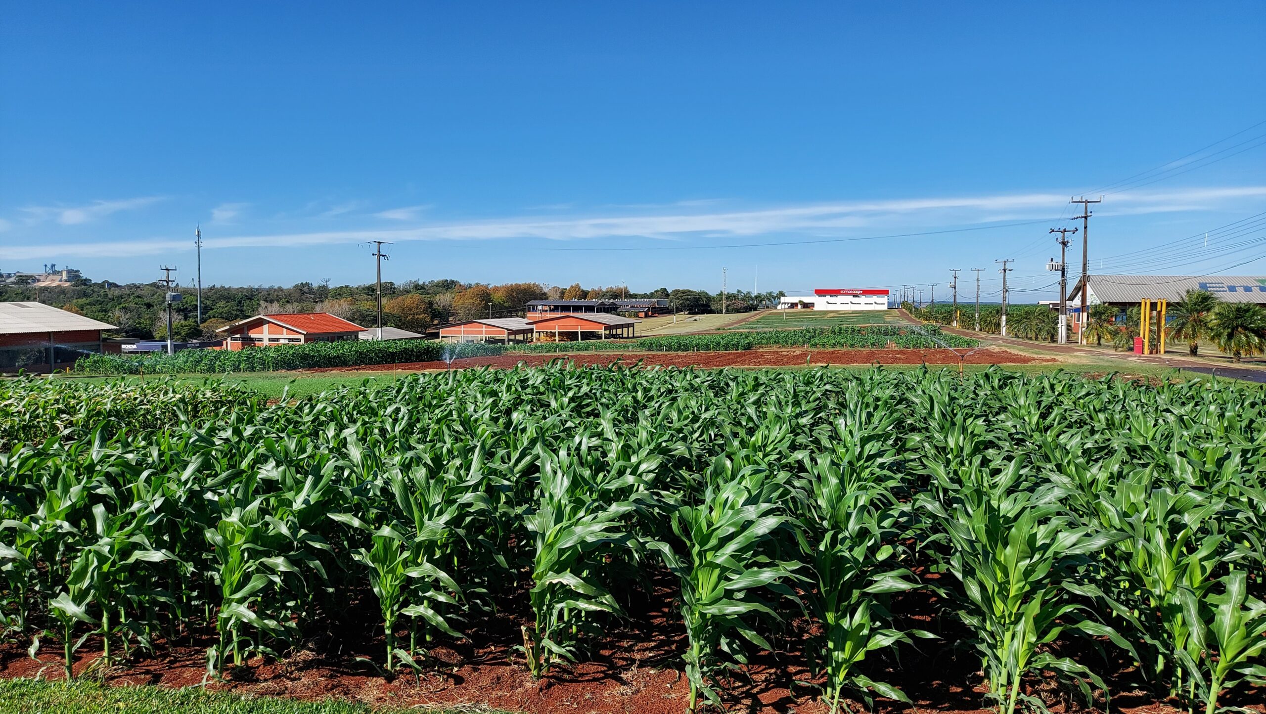 Milho safrinha será novidade do 2º Show Rural Edição de Inverno