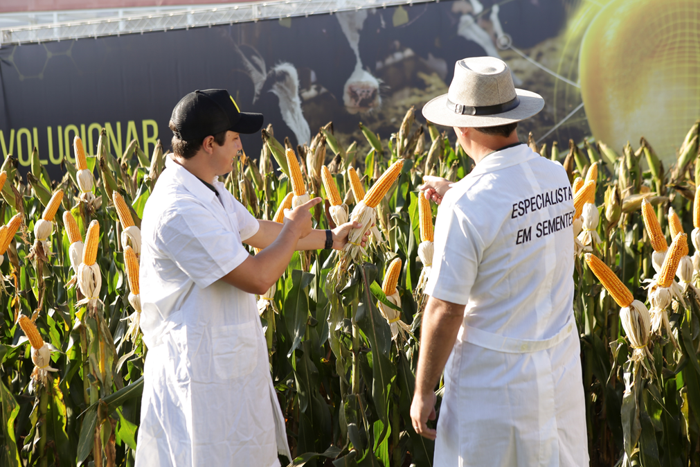<strong>Nidera Sementes apresenta lançamentos de</strong> <strong>milho e soja durante o Show Rural Coopavel 2024</strong> 