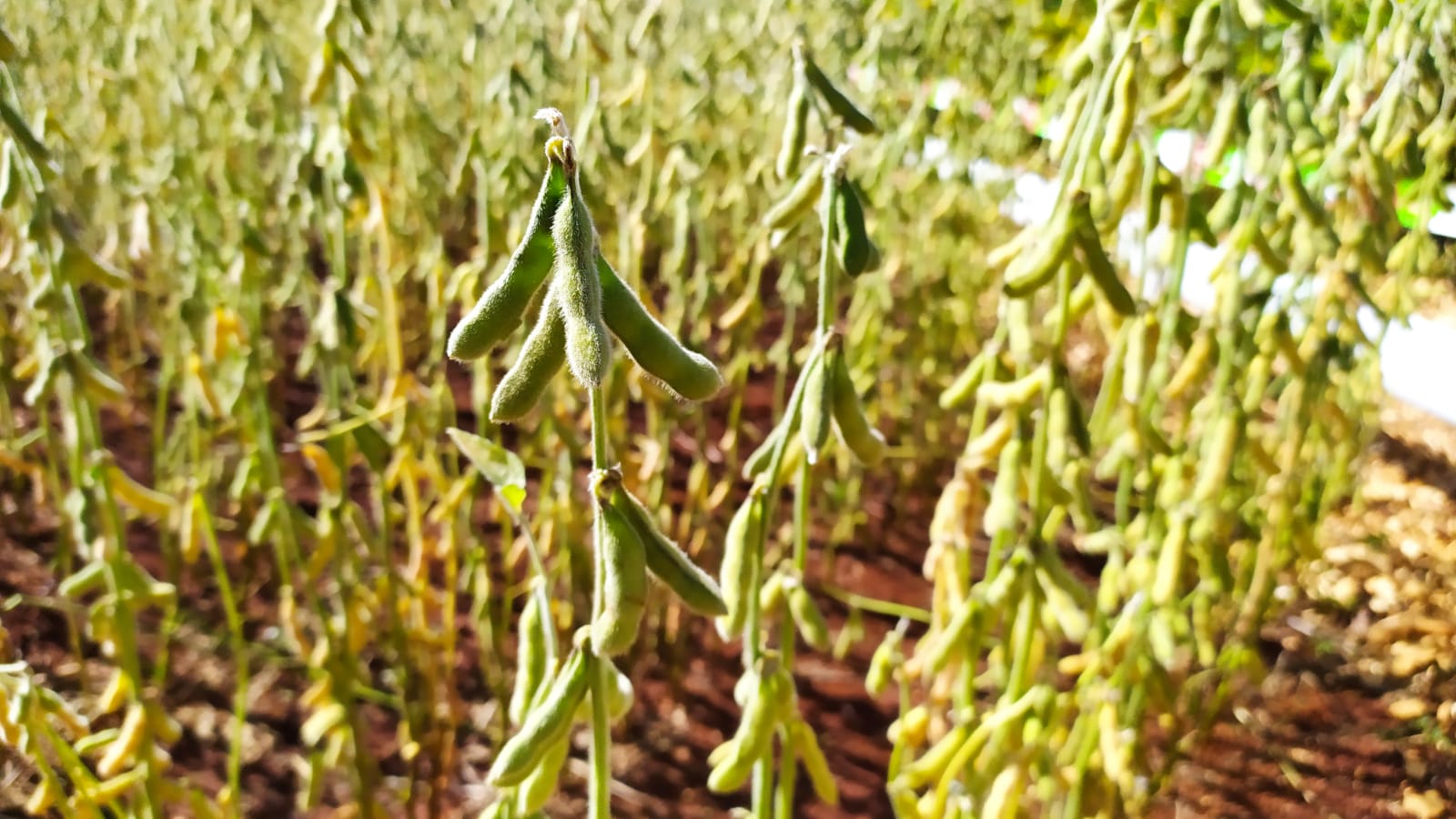 Nutriagro apresenta protocolo nutricional para altas produtividades