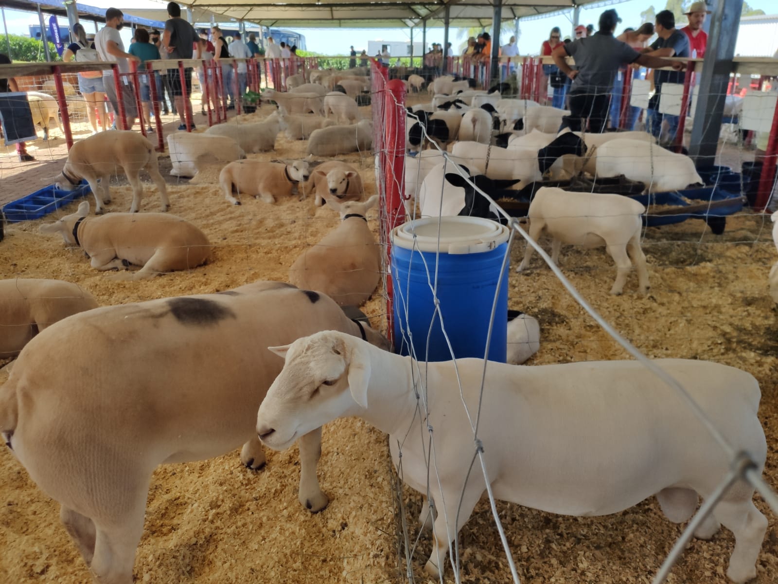 Pecuária traz inovações ao 34º Show Rural Coopavel