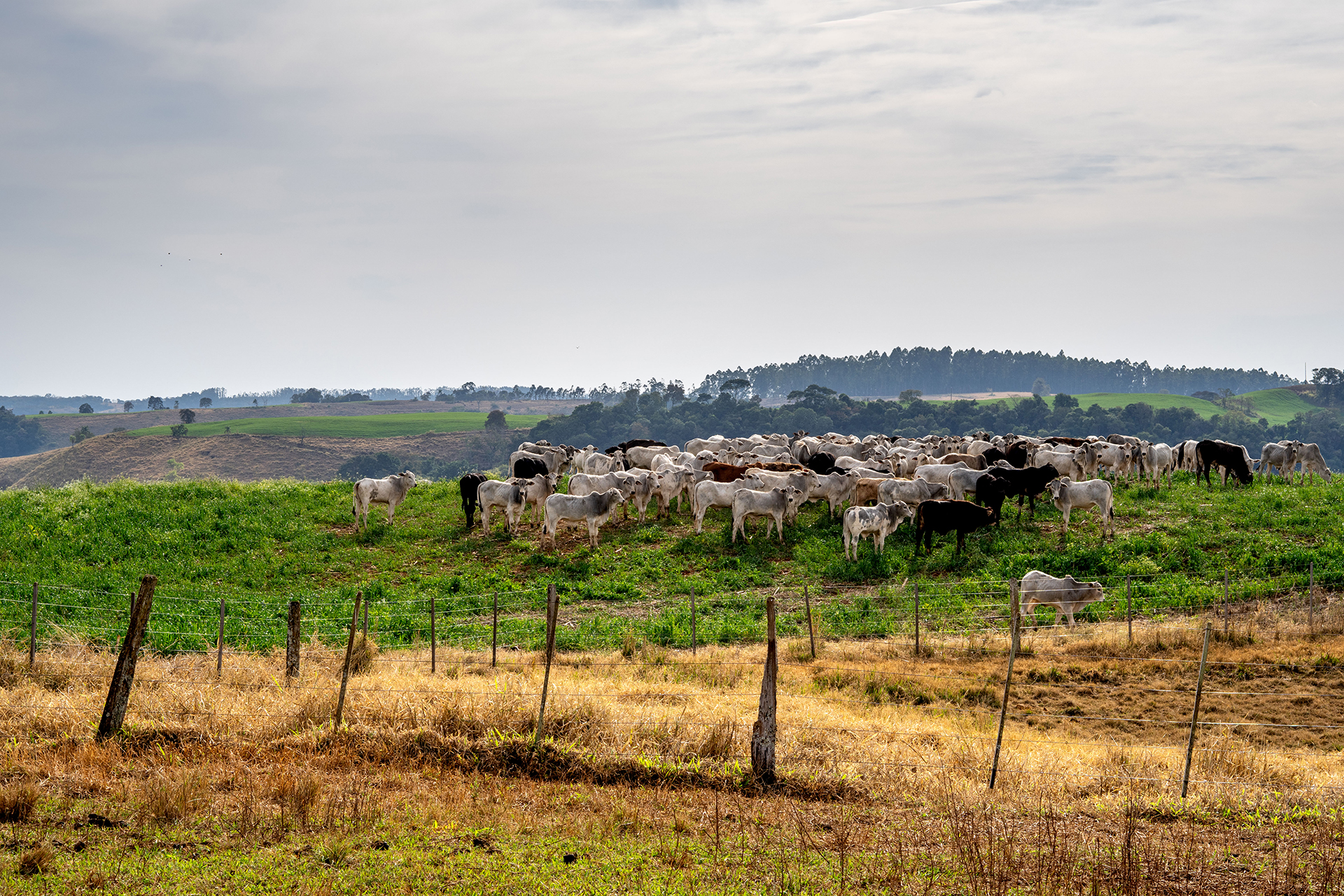 Planejamento é aliado para enfrentar o desafio do clima à pecuária de corte