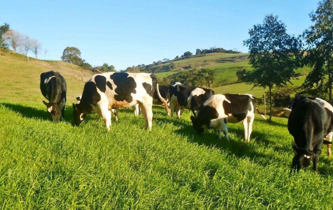 Show Rural de Inverno: Workshops abordam criação de bezerras e manejo nutricional