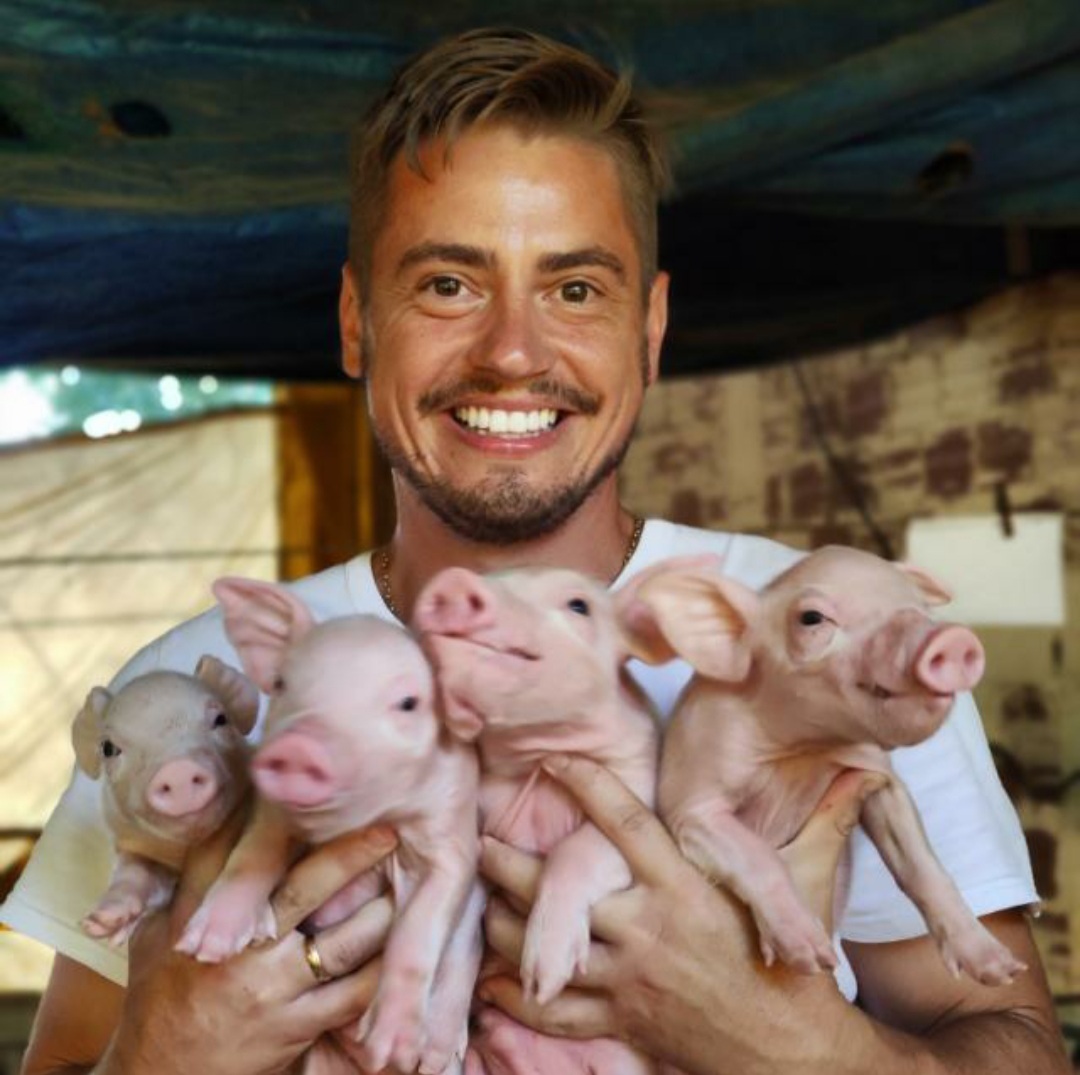 Coopavel expande a área de suínos e abre vagas para novos integrados