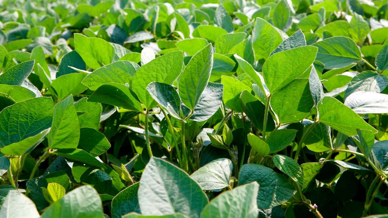 Syngenta lança novos fungicidas que prometem revolucionar o controle das doenças da soja no Brasil
