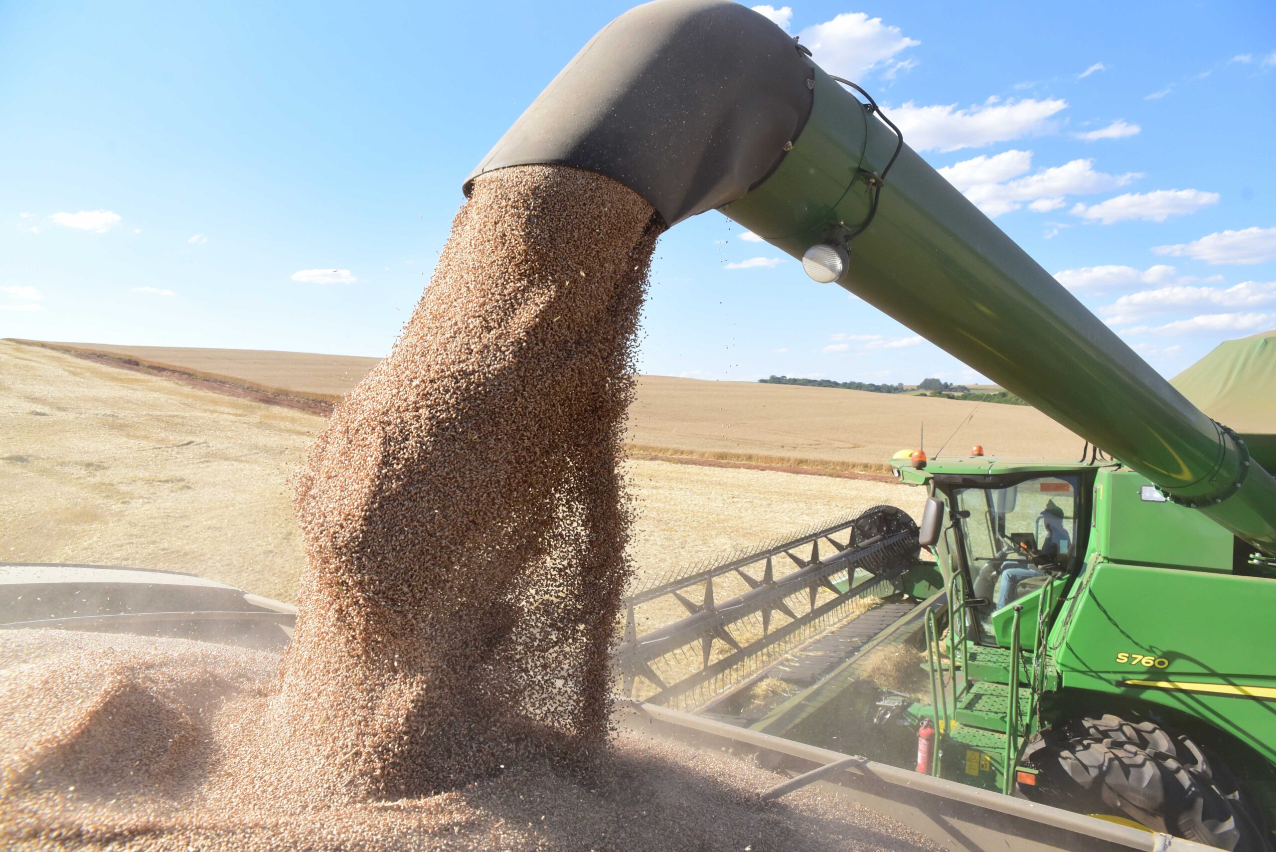Cultivar de trigo se destaca por alto rendimento e resistência à seca