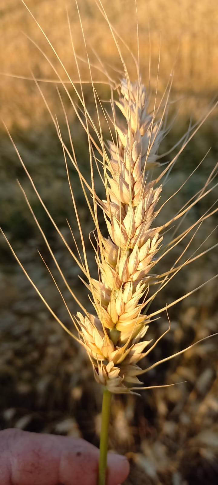 Trigo: Produtores que escolheram cultivares no Show Rural obtêm bons resultados
